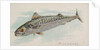 Mackerel, from the Fish from American Waters series for Allen & Ginter Cigarettes Bra…, 1889 by Allen & Ginter