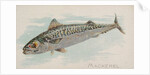 Mackerel, from the Fish from American Waters series for Allen & Ginter Cigarettes Bra…, 1889 by Allen & Ginter