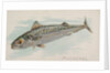 Mackerel, from the Fish from American Waters series for Allen & Ginter Cigarettes Bra…, 1889 by Allen & Ginter