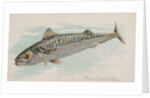 Mackerel, from the Fish from American Waters series for Allen & Ginter Cigarettes Bra…, 1889 by Allen & Ginter