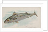 Mackerel, from the Fish from American Waters series for Allen & Ginter Cigarettes Bra…, 1889 by Allen & Ginter