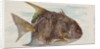 Moonfish, from the Fish from American Waters series for Allen & Ginter Cigarettes Bra…, 1889 by Allen & Ginter