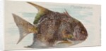 Moonfish, from the Fish from American Waters series for Allen & Ginter Cigarettes Bra…, 1889 by Allen & Ginter