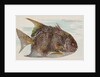 Moonfish, from the Fish from American Waters series for Allen & Ginter Cigarettes Bra…, 1889 by Allen & Ginter