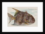 Moonfish, from the Fish from American Waters series for Allen & Ginter Cigarettes Bra…, 1889 by Allen & Ginter