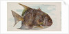 Moonfish, from the Fish from American Waters series for Allen & Ginter Cigarettes Bra…, 1889 by Allen & Ginter