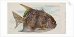 Moonfish, from the Fish from American Waters series for Allen & Ginter Cigarettes Bra…, 1889 by Allen & Ginter