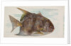Moonfish, from the Fish from American Waters series for Allen & Ginter Cigarettes Bra…, 1889 by Allen & Ginter
