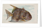 Moonfish, from the Fish from American Waters series for Allen & Ginter Cigarettes Bra…, 1889 by Allen & Ginter