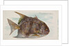 Moonfish, from the Fish from American Waters series for Allen & Ginter Cigarettes Bra…, 1889 by Allen & Ginter