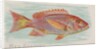 Red Snapper, from the Fish from American Waters series for Allen & Ginter Cigarettes …, 1889 by Allen & Ginter