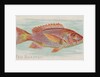 Red Snapper, from the Fish from American Waters series for Allen & Ginter Cigarettes …, 1889 by Allen & Ginter