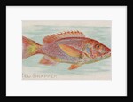 Red Snapper, from the Fish from American Waters series for Allen & Ginter Cigarettes …, 1889 by Allen & Ginter