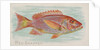 Red Snapper, from the Fish from American Waters series for Allen & Ginter Cigarettes …, 1889 by Allen & Ginter