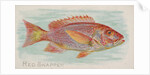Red Snapper, from the Fish from American Waters series for Allen & Ginter Cigarettes …, 1889 by Allen & Ginter