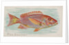 Red Snapper, from the Fish from American Waters series for Allen & Ginter Cigarettes …, 1889 by Allen & Ginter