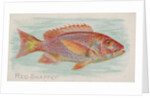 Red Snapper, from the Fish from American Waters series for Allen & Ginter Cigarettes …, 1889 by Allen & Ginter