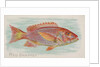 Red Snapper, from the Fish from American Waters series for Allen & Ginter Cigarettes …, 1889 by Allen & Ginter