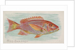 Red Snapper, from the Fish from American Waters series for Allen & Ginter Cigarettes …, 1889 by Allen & Ginter