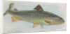 Salmon, from the Fish from American Waters series for Allen & Ginter Cigarettes Brands, 1889 by Allen & Ginter