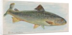 Salmon, from the Fish from American Waters series for Allen & Ginter Cigarettes Brands, 1889 by Allen & Ginter