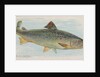 Salmon, from the Fish from American Waters series for Allen & Ginter Cigarettes Brands, 1889 by Allen & Ginter