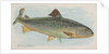 Salmon, from the Fish from American Waters series for Allen & Ginter Cigarettes Brands, 1889 by Allen & Ginter