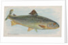 Salmon, from the Fish from American Waters series for Allen & Ginter Cigarettes Brands, 1889 by Allen & Ginter