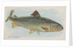Salmon, from the Fish from American Waters series for Allen & Ginter Cigarettes Brands, 1889 by Allen & Ginter