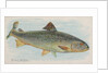 Salmon, from the Fish from American Waters series for Allen & Ginter Cigarettes Brands, 1889 by Allen & Ginter
