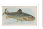 Salmon, from the Fish from American Waters series for Allen & Ginter Cigarettes Brands, 1889 by Allen & Ginter