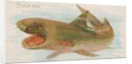 Shark, from the Fish from American Waters series for Allen & Ginter Cigarettes Brands, 1889 by Allen & Ginter