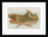 Shark, from the Fish from American Waters series for Allen & Ginter Cigarettes Brands, 1889 by Allen & Ginter