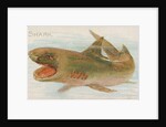 Shark, from the Fish from American Waters series for Allen & Ginter Cigarettes Brands, 1889 by Allen & Ginter