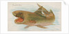 Shark, from the Fish from American Waters series for Allen & Ginter Cigarettes Brands, 1889 by Allen & Ginter