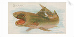 Shark, from the Fish from American Waters series for Allen & Ginter Cigarettes Brands, 1889 by Allen & Ginter