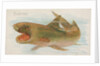 Shark, from the Fish from American Waters series for Allen & Ginter Cigarettes Brands, 1889 by Allen & Ginter
