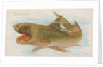Shark, from the Fish from American Waters series for Allen & Ginter Cigarettes Brands, 1889 by Allen & Ginter