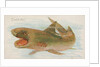 Shark, from the Fish from American Waters series for Allen & Ginter Cigarettes Brands, 1889 by Allen & Ginter