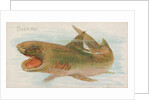 Shark, from the Fish from American Waters series for Allen & Ginter Cigarettes Brands, 1889 by Allen & Ginter