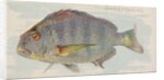 Sheepshead, from the Fish from American Waters series for Allen & Ginter Cigarettes B…, 1889 by Allen & Ginter