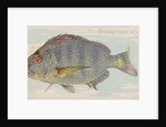 Sheepshead, from the Fish from American Waters series for Allen & Ginter Cigarettes B…, 1889 by Allen & Ginter