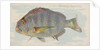 Sheepshead, from the Fish from American Waters series for Allen & Ginter Cigarettes B…, 1889 by Allen & Ginter