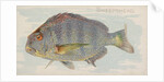 Sheepshead, from the Fish from American Waters series for Allen & Ginter Cigarettes B…, 1889 by Allen & Ginter