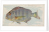 Sheepshead, from the Fish from American Waters series for Allen & Ginter Cigarettes B…, 1889 by Allen & Ginter