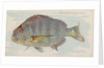 Sheepshead, from the Fish from American Waters series for Allen & Ginter Cigarettes B…, 1889 by Allen & Ginter