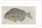 Sheepshead, from the Fish from American Waters series for Allen & Ginter Cigarettes B…, 1889 by Allen & Ginter