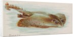 Skate, from the Fish from American Waters series for Allen & Ginter Cigarettes Brands, 1889 by Allen & Ginter