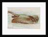 Skate, from the Fish from American Waters series for Allen & Ginter Cigarettes Brands, 1889 by Allen & Ginter