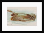 Skate, from the Fish from American Waters series for Allen & Ginter Cigarettes Brands, 1889 by Allen & Ginter